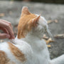 a person petting an orange and white cat