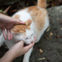 an orange and white cat being petted by a person