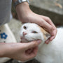 a white and orange cat being petted by a person