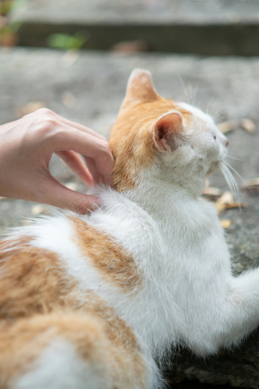 a person petting an orange and white cat