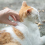 a person petting an orange and white cat