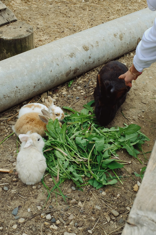a person feeding a bunch of carrots to two rabbits
