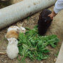 a person feeding a bunch of carrots to two rabbits