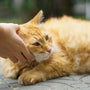 a person petting an orange cat on the ground