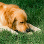 a golden retriever dog laying in the grass