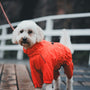 a small white dog wearing a red jacket