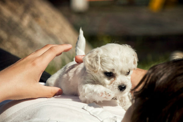 a small white dog being held by a person