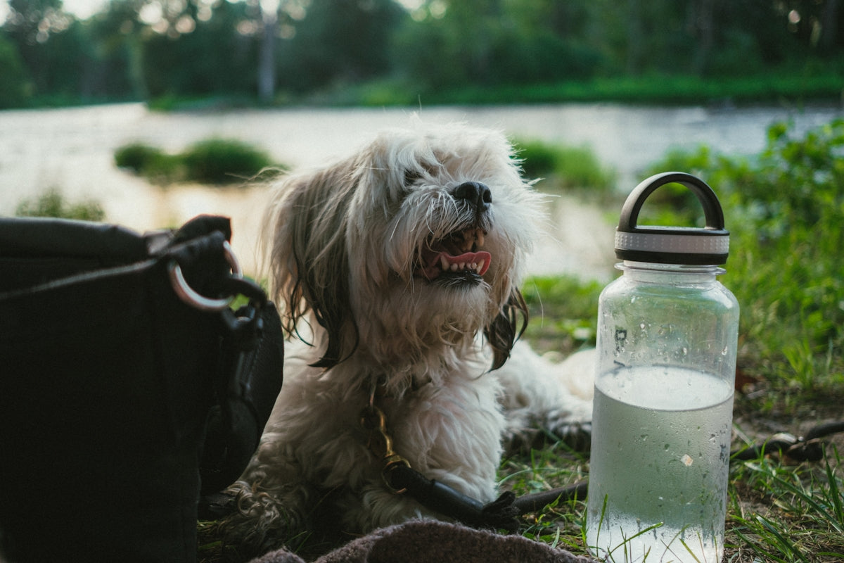 a dog sitting on the ground next to a water bottle