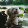 a dog sitting on the ground next to a water bottle