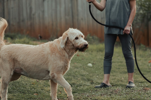 a woman is spraying a dog with a hose
