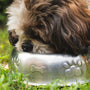 a brown and white dog eating out of a metal bowl