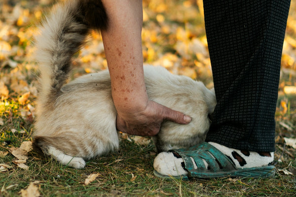 a person bending over to pet a cat