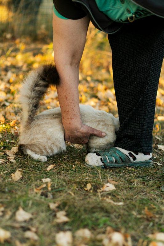 a person bending over to pet a cat