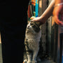 a gray and white cat sitting in front of a person