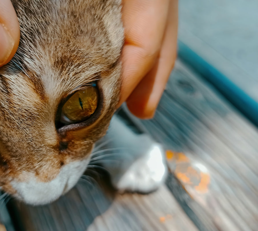 a close up of a person petting a cat
