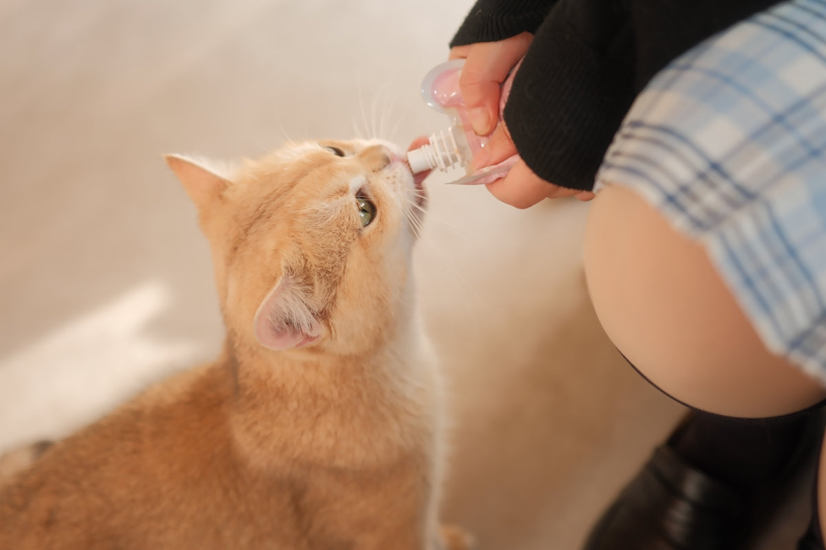 a person feeding a cat with a toothbrush