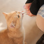 a person feeding a cat with a toothbrush