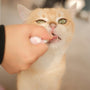 a person feeding a cat with a toothbrush