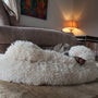 a dog laying on a fluffy dog bed in a living room