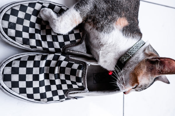 a cat laying on top of a pair of checkered shoes