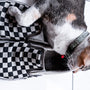 a cat laying on top of a pair of checkered shoes