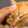 a close up of a person petting a cat