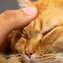 a close up of a person petting a cat