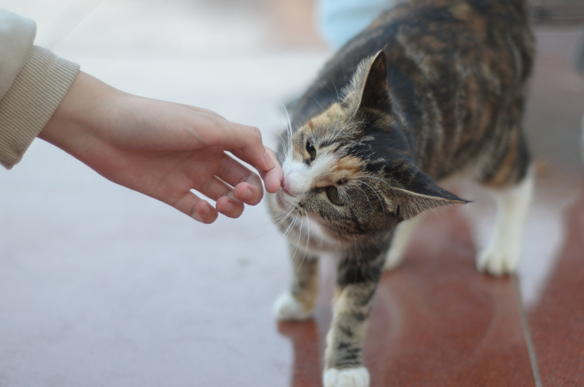 a close up of a person petting a cat