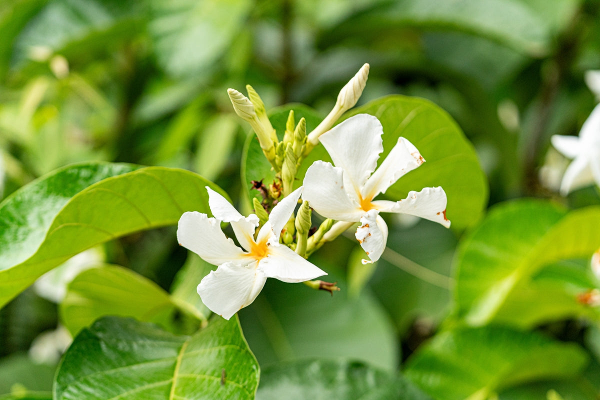 a close up of some white flowers on a tree