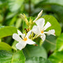 a close up of some white flowers on a tree