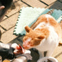 a cat eating food from a person's hand