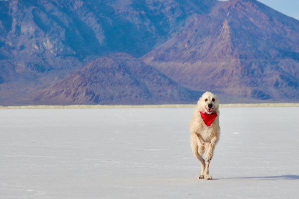 a white dog with a red bandana running across a desert