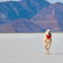 a white dog with a red bandana running across a desert