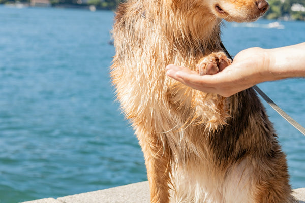 a person holding a dog on a leash by the water