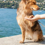 a person holding a dog on a leash by the water