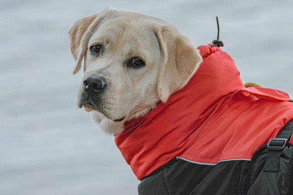 a dog wearing a red and black jacket by a body of water
