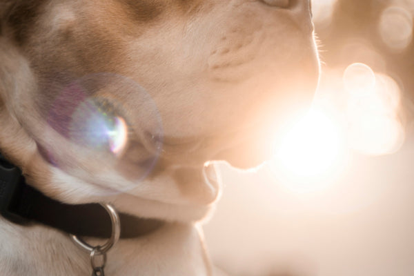 a brown and white dog laying on top of a lush green field