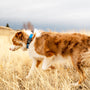 a brown and white dog walking across a dry grass field