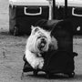 a small white dog sitting in a piece of luggage