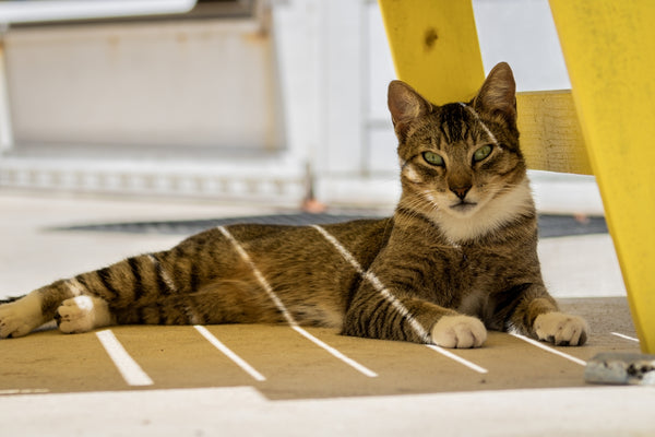 a cat laying on the ground next to a yellow bench