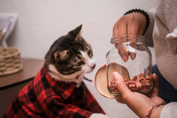 a woman is holding a wine glass with a cat in it