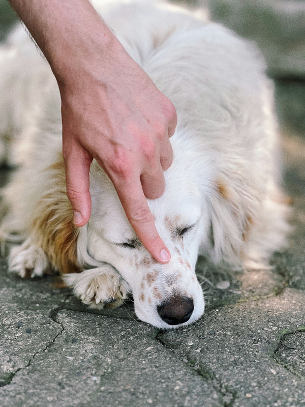 a white and brown dog laying on top of a sidewalk