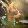 a hairless cat sitting in the back of a car