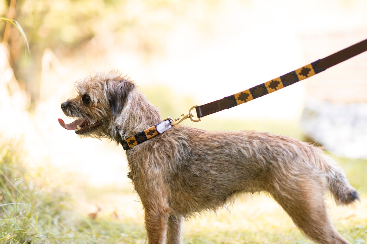 a small dog with a leash on it's neck