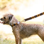 a small dog with a leash on it's neck