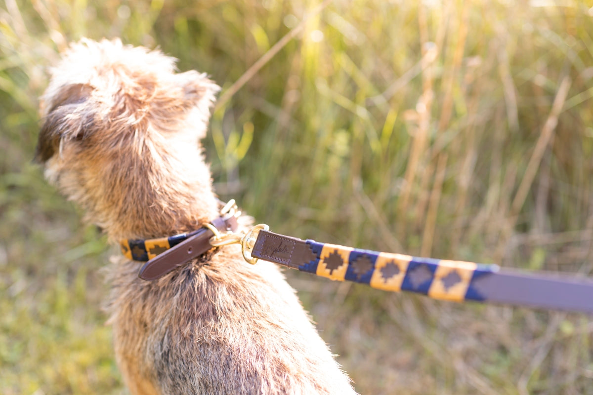 a small dog with a leash on it's neck