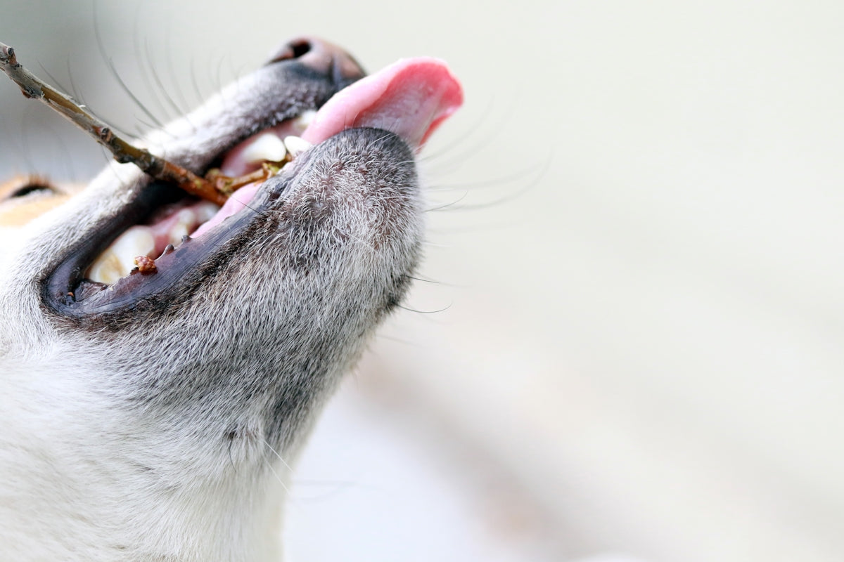 a close up of a dog's mouth with a stick in it's