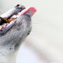 a close up of a dog's mouth with a stick in it's