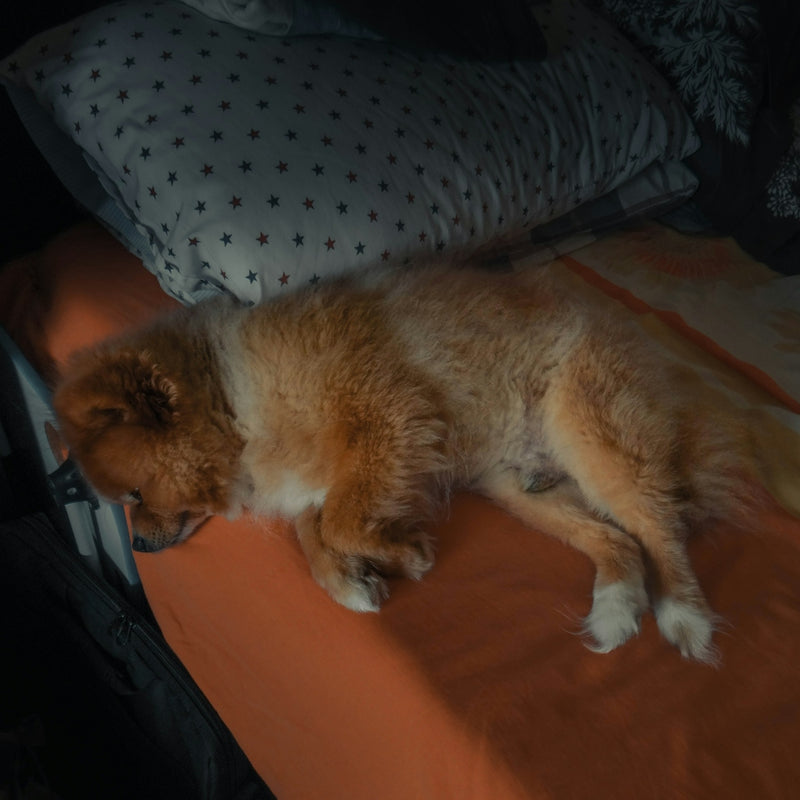 a dog is sleeping on a bed with pillows