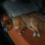 a dog is sleeping on a bed with pillows